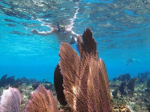 Belize Goff's Caye snorkel Trip Reviews