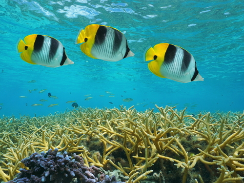 Grand Turk all inclusive beach Tour Tickets