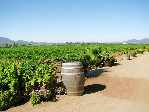 Ensenada wine tasting Reviews