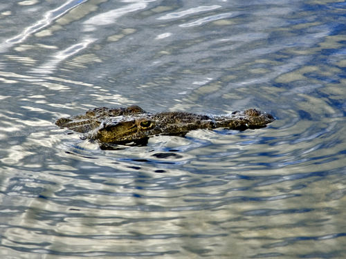 Playa del Carmen (Calica) Cozumel Excursion Cost