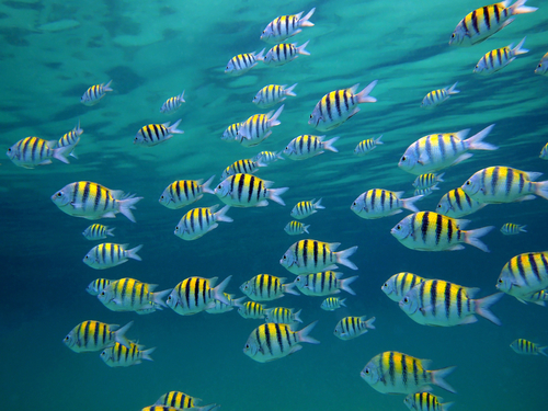 Playa del Carmen (Calica)  Mexico Tropical Fish and Colorful Coral Reefs Shore Excursion Cost