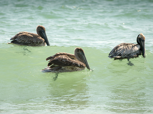 Port Canaveral (Orlando)  Florida / USA Clearwater Beach Trip Booking