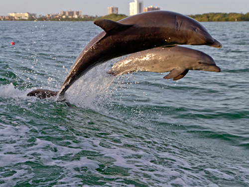 Port Canaveral (Orlando) Dolphin Encounter Trip Prices