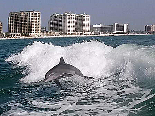Port Canaveral (Orlando) Beach Break Shore Excursion Cost