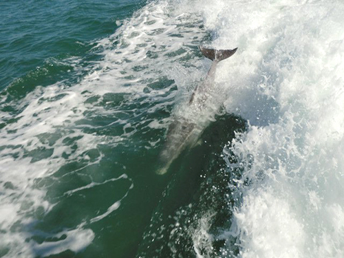 Port Canaveral (Orlando) West Coast Excursion Reviews
