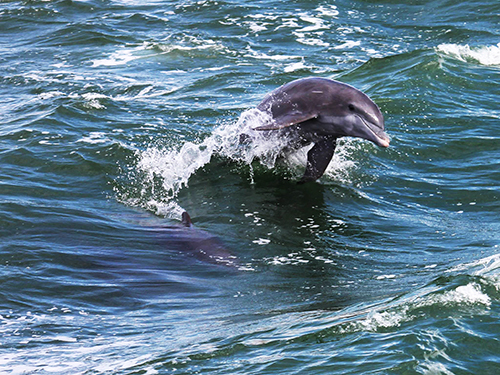 Port Canaveral (Orlando) Wildlife Tour Booking