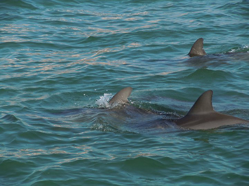 Port Canaveral (Orlando) Beach Break Cruise Excursion Tickets