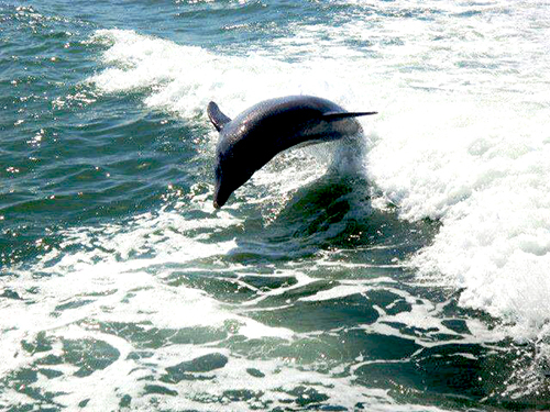 Port Canaveral (Orlando) Family Trip Booking