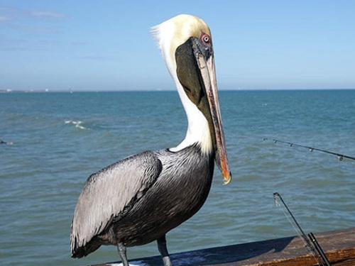 Port Canaveral (Orlando)  Florida / USA Historical Town Sightseeing Trip Booking