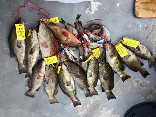 Port Canaveral (Orlando) Gray Snapper Fishing Trip Reviews