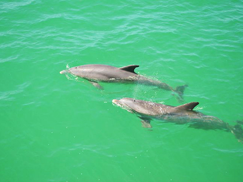 Port Canaveral (Orlando)  Florida / USA West Coast Excursion Booking
