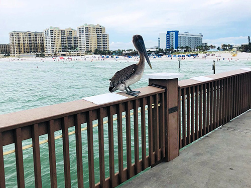 Port Canaveral (Orlando) License Fishing Tour Reservations