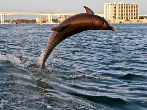 Port Canaveral (Orlando) Boat Tour Booking