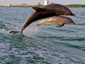 Port Canaveral Orlando Wild Dolphin Encounter Boat Ride Excursion in Clearwater Beach