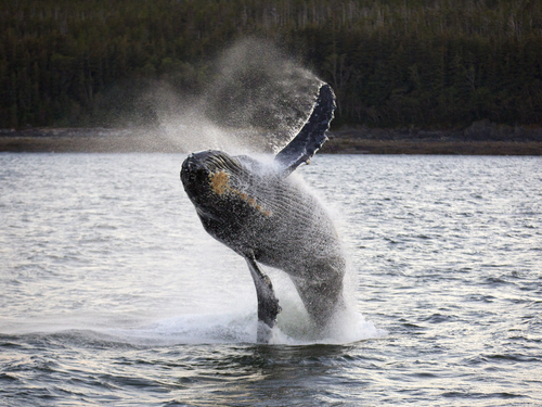 Juneau whale watching Excursion Booking