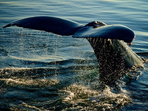 Juneau Alaska orcas watching Trip Cost