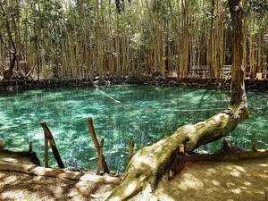 Progreso Cenote Natural Reserve with Beach Break Excursion