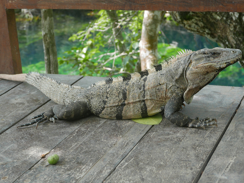 Progreso (Yucatan)  Mexico Cenotes Cruise Excursion Tickets