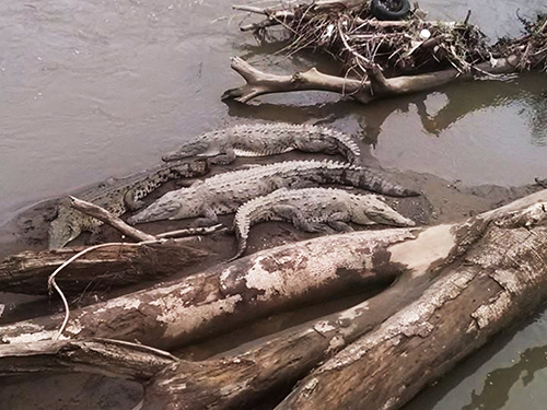 Puerto Caldera Costa Rica American Crocodile Cruise Excursion Cost