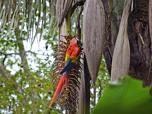 Puerto Caldera Carara Adventure Park Cruise Excursion Booking