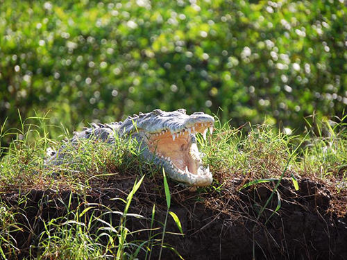 Puerto Caldera Costa Rica American Crocodile Zipline Tour Booking