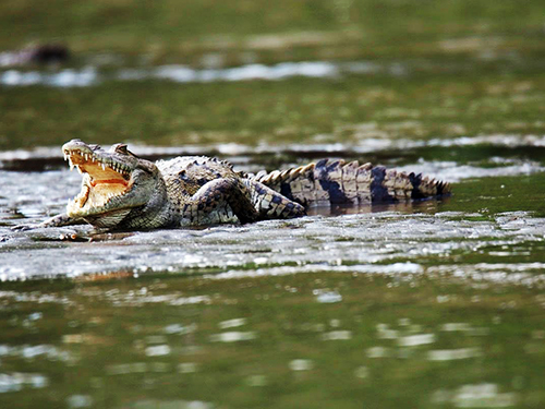 Puerto Caldera Costa Rica American Crocodile Cruise Excursion Cost
