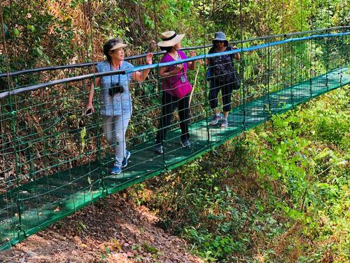 Puerto Caldera Private Rainforest Treetop Skywalk, River Cruise and Sightseeing Excursion