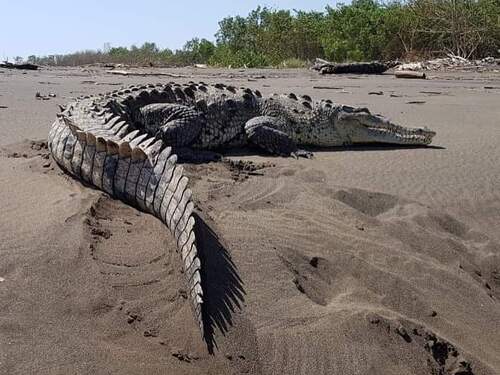 Puerto Caldera Private Rainforest Treetop Skywalk, River Cruise and Sightseeing Excursion