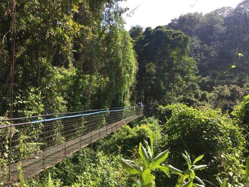 Puerto Caldera Private Rainforest Treetop Skywalk, River Cruise and Sightseeing Excursion
