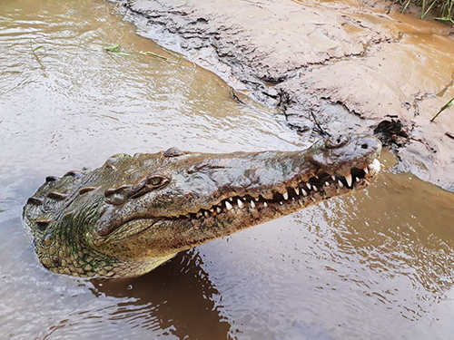 Puerto Caldera Rainforest Sightseeing Trip Reservations