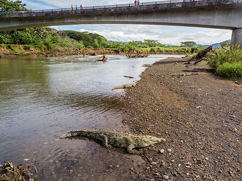 Puerto Caldera Crocodiles Excursion Tickets