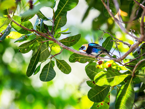 Puerto Limon Flora Tour Reservations