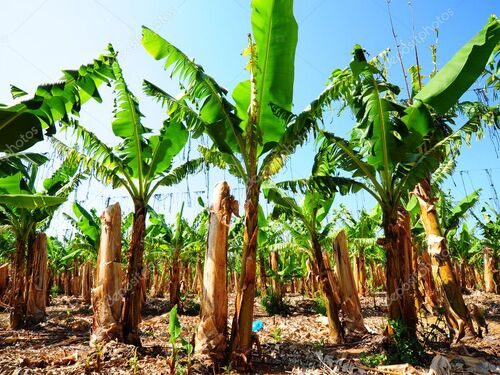 Puerto Limon Private Highlights, Rainforest, City, River Cruise, Banana Plantation and Shopping Excursion