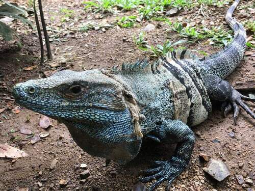 Puerto Limon Private Highlights, Rainforest, City, River Cruise, Banana Plantation and Shopping Excursion