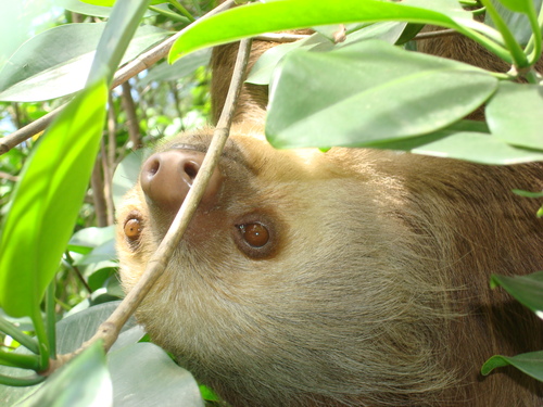 Puerto Limon Private Highlights, Rainforest, City, River Cruise, Banana Plantation and Shopping Excursion