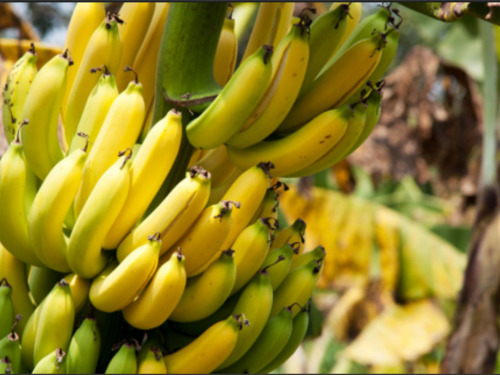 Puerto Limon Private Rainforest Tortuguero Canal and Banana Plantation Excursion