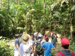Puerto Limon Private Tropical Rainforest Walk and Banana Plantation Excursion