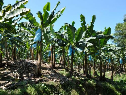 Puerto Limon Private Tropical Rainforest Walk and Banana Plantation Excursion