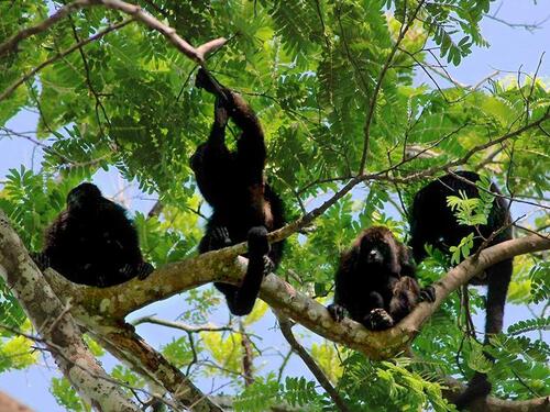 Puerto Limon Private Tropical Rainforest Walk and Banana Plantation Excursion