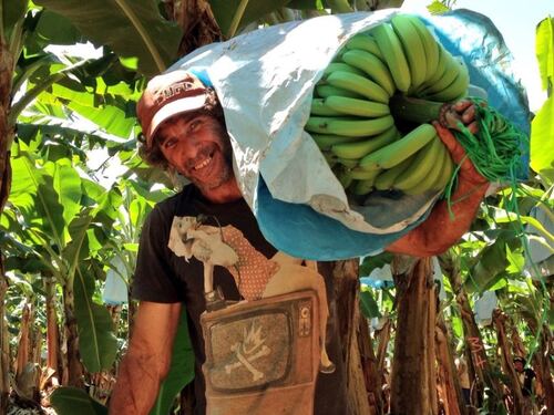 Puerto Limon Private Tropical Rainforest Walk and Banana Plantation Excursion