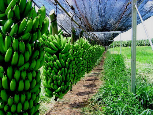 Puerto Limon Private Tropical Rainforest Walk and Banana Plantation Excursion