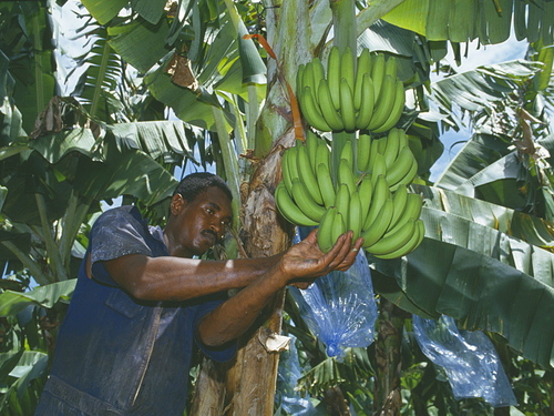 Puerto Limon Private Tropical Rainforest Walk and Banana Plantation Excursion