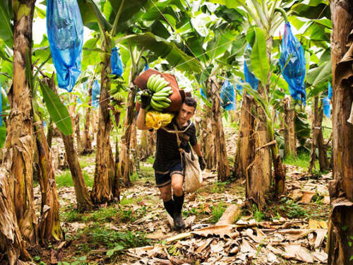 Puerto Limon Private Tropical Rainforest Walk and Banana Plantation Excursion
