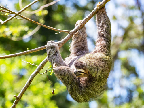 Puerto Limon rainforest  Tour Booking