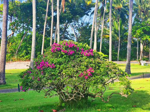 Puerto Plata Taino Bay  Dominican Republic Lounge Chairs Tour Tickets
