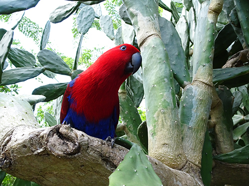 Puerto Plata Taino Bay  Dominican Republic North coast Adventure Shore Excursion Cost
