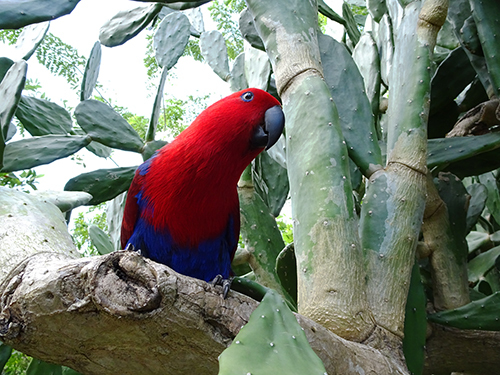 Puerto Plata Ziplines Excursion Tickets