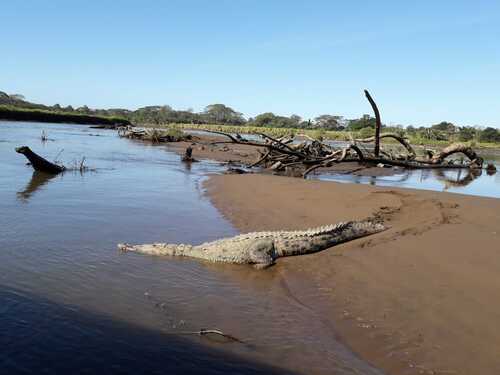 Puntarenas Private Jungle and River ATV Adventure and Crocodile Boat Excursion