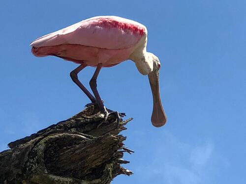 Puntarenas Private Jungle and River ATV Adventure and Crocodile Boat Excursion