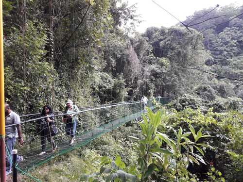 Puntarenas Private Rainforest Treetop Skywalk and Tarcoles River Cruise Excursion